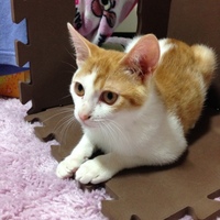 小鉄