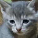 可愛い子猫の家族になってくださる方