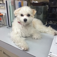 ハビー (habby)