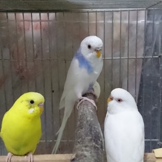 インコ３羽の里親募集