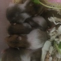 ゴールデンハムスター里親募集です。