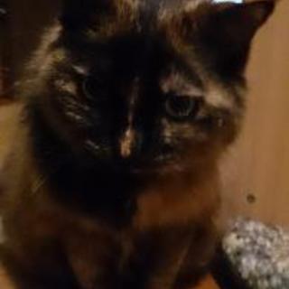 飼い主入院のため里親募集します