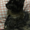 素敵な飼い主さんに巡り会えました！