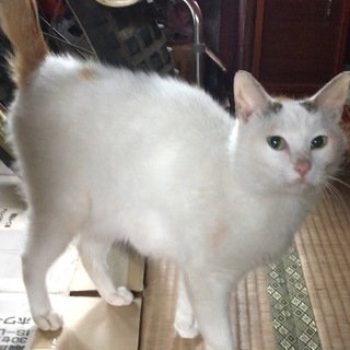 面白い柄の三毛猫