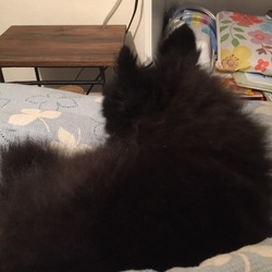 チョコたん1日目