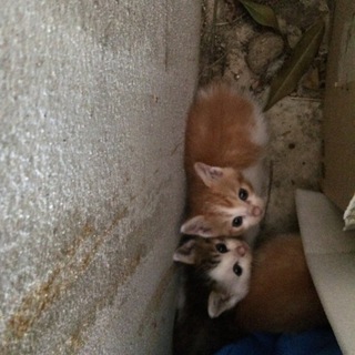 とってもかわいいノラの子猫を保護しました