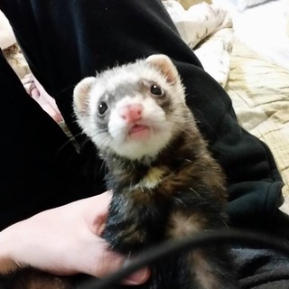 可愛いのんびり屋さんです大切にして下さい