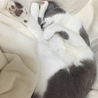 の写真