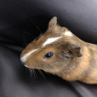 ダイヤ