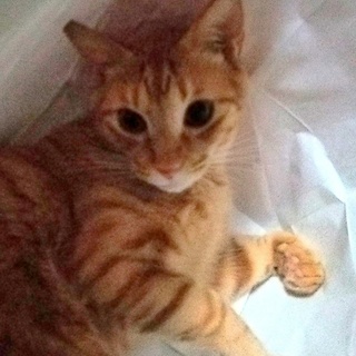 かわいいチャトラのポンちゃん