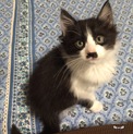 チョビひげ模様のはちわれくん