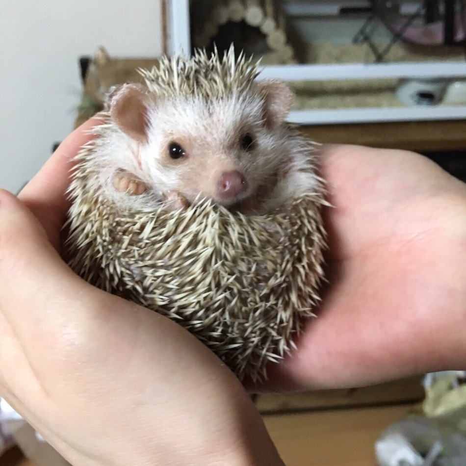ハリネズミのカバー写真