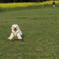 チロ