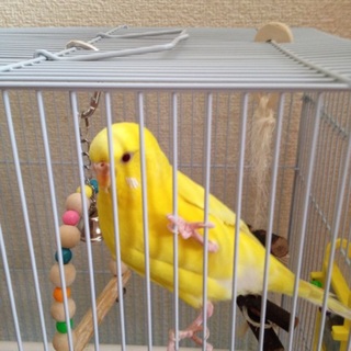 インコの里親さん募集
