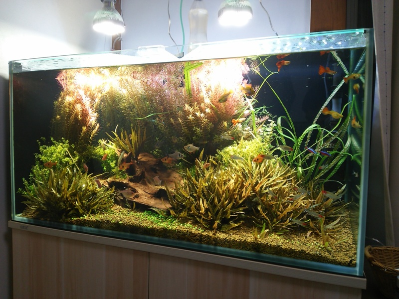 熱帯魚 水槽セット 千葉県 熱帯魚 観賞魚の里親募集 ペットのおうち 月間利用者150万人