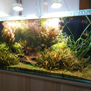 熱帯魚、水槽セット