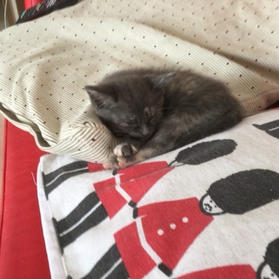 ゆきのカバー写真