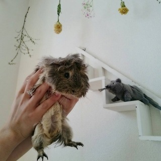 1歳のモルモットです！