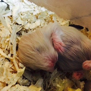 ◆一時募集停止◆きんくまハムスターの赤ちゃん