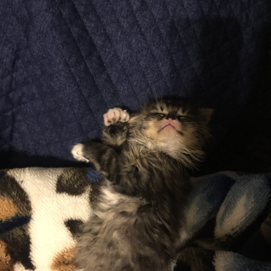 だいふくのカバー写真