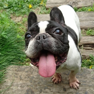 名前はシャオチュウといいます。