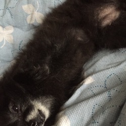 チョコたん2日目