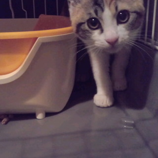 里親様決定しました！