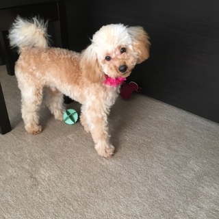 トイプードル男の子 だいくんです