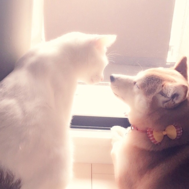 みほ.Tのカバー写真