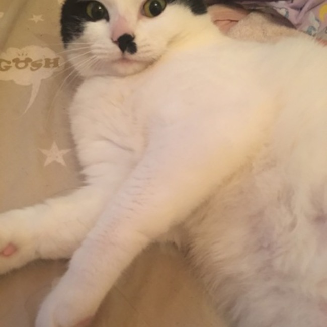 花音ちゃんママのカバー写真