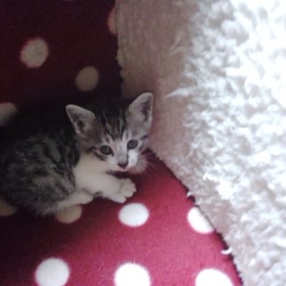 400g女の仔猫ちゃん　