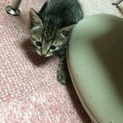 子猫ちゃんの里親さん募集