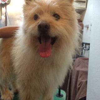 ふっわふわのちゃちゃまるくん♪