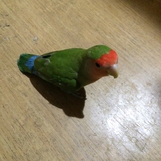 飼い主さんが決まりました