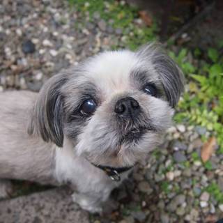 シーズー、幸せな余生を過ごさせてください