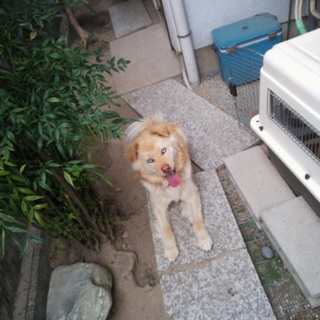 ハスキーmix素敵な里親様に巡り会いました