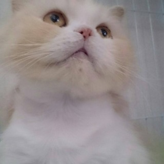 スコティッシュホールドのスージーちゃん