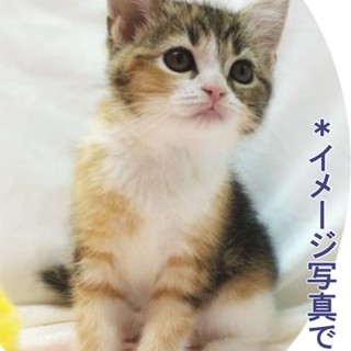 親からはぐれた子猫の里親募集