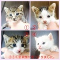 新しいご家族が決定しました。