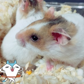 ゴールデンハムスター5匹募集