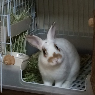 うさぎオス・里親急募！！