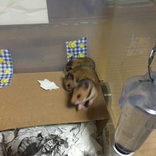 ゴールデンハムスターの里親さん募集！！