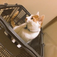 ふう