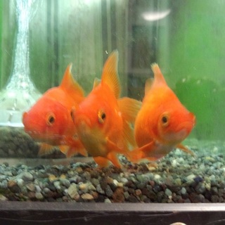 金魚・メダカ・コイ（幼魚）の里親募集
