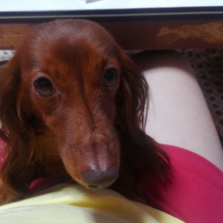 ダックスフンド4歳メス里親募集