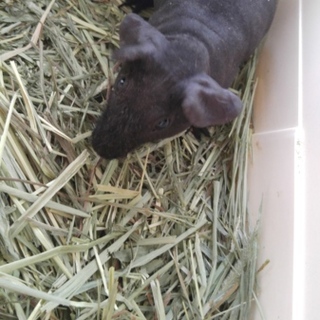 スキニーギニアピッグ　３匹の里親さん募集です