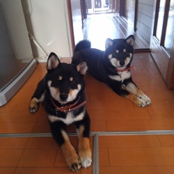 ﾋﾞﾋﾞ、一歳