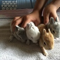 子うさぎ生まれました 4羽