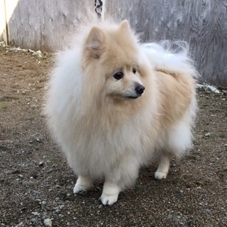 大きめの大人しいポメ