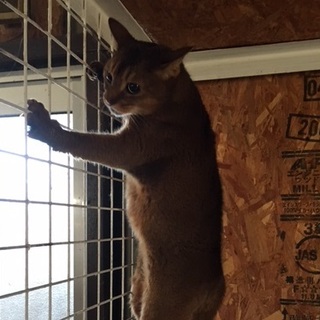 アビシニアン（メス）